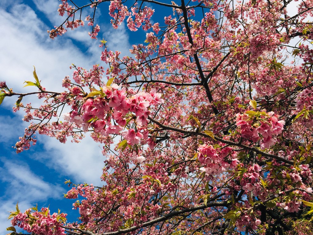 Đời sống tiết kiệm của sinh viên “nghèo”: 101 những điều cần làm để không bị “viêm màng túi” ở&nbsp;Nhật