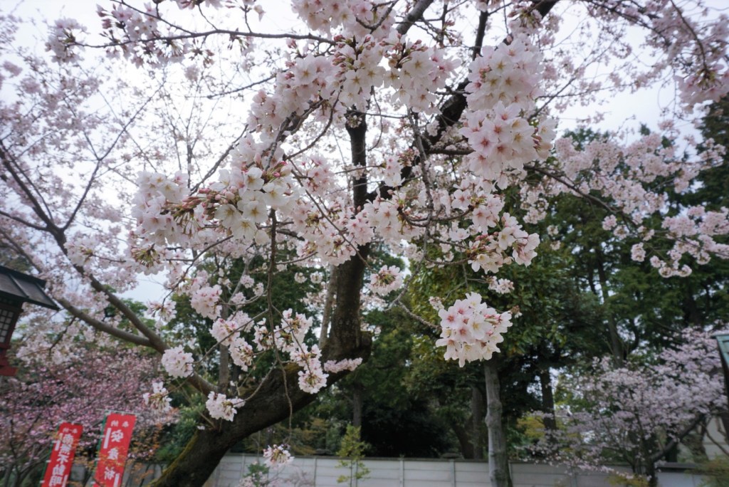 Tại sao mọi người ồ ạt đi Nhật? Nhật Bản – nơi bạn không có tiền cũng có thể đi&nbsp;học!!!