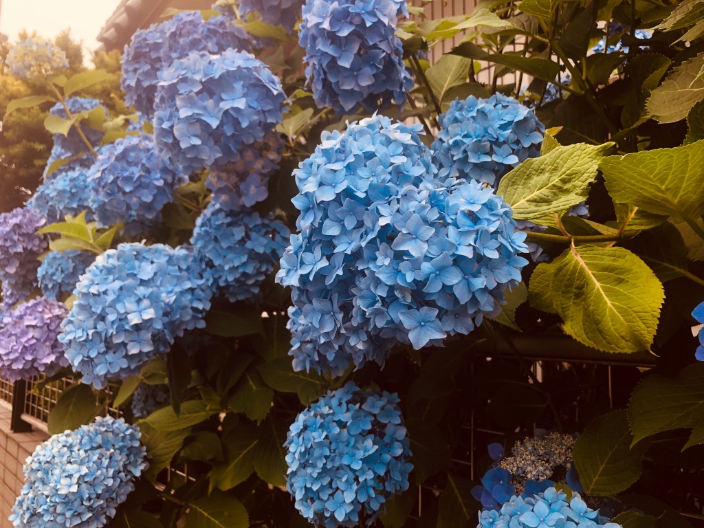 Câu chuyện về assumptions (những sự “nghĩ là”) và một cô mộng&nbsp;mơ