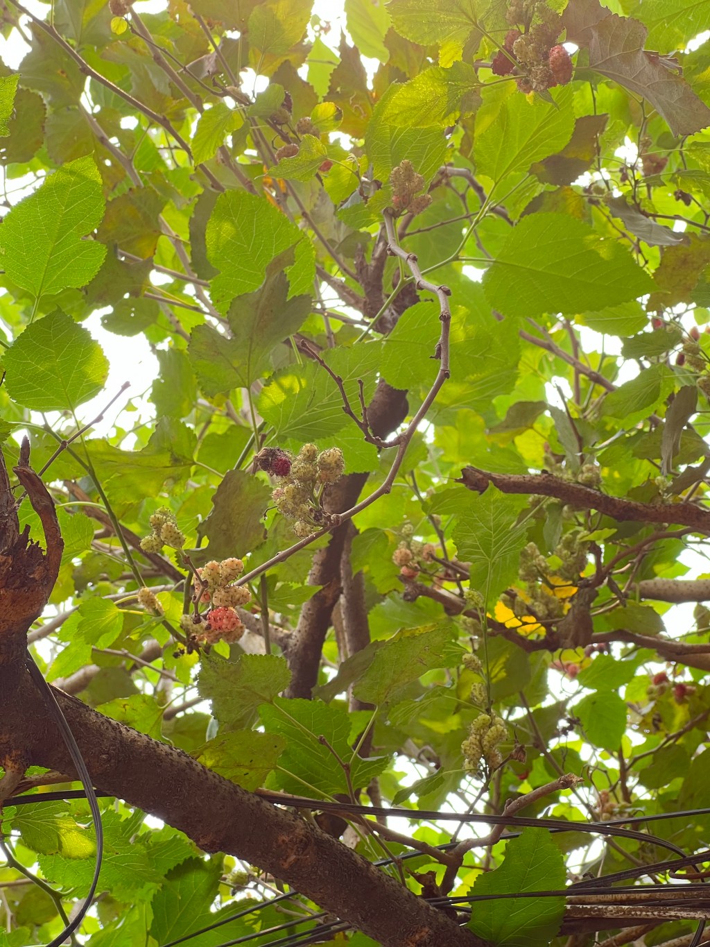 Mấy chuyện vui&nbsp;(P2)